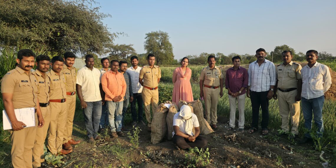 Beed तालुक्यात कांद्याच्या पिकात अफूची बेकायदेशीर शेती करणाऱ्यावर पोलिसांचा छापा