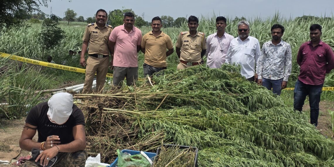 ऊसाच्या शेतात फुलली गांजाची शेती; चकलांबा पोलिसांची मोठी कारवाई, 48.27 लाखांचा मुद्देमाल जप्त