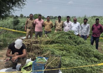 ऊसाच्या शेतात फुलली गांजाची शेती; चकलांबा पोलिसांची मोठी कारवाई, 48.27 लाखांचा मुद्देमाल जप्त
