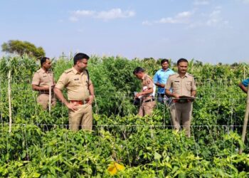 Beed : मिरचीच्या शेतात गांजाची लागवड!