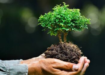 Beed : वनविभाग पावसाळ्यात लावणार साडेसहा लाख झाडे!