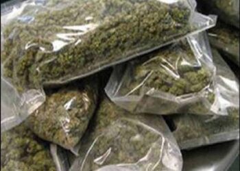 Beed : पोलीसांची पाटोद्यातील गांजा कारवाई संशयाच्या भोवऱ्यात