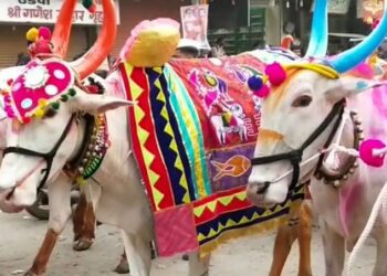 Beed : जिल्ह्यात बैलांची एकत्रित मिरवणूक काढण्यास बंदी!